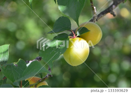 熟してない柿の実（埼玉県東秩父村） 133393629