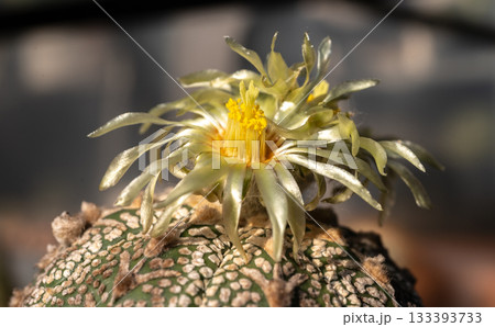 Close up of stamen and pistil inside yellow flower of Astrophytum cactus while blooming. Close up of stamen and pistil inside yellow flower of Astrophytum cactus while blooming. 133393733