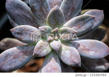 Full frame shot of Echeveria succulent plants texture and background.  133393764