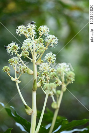 ヤツデ（八手）の花 133393820