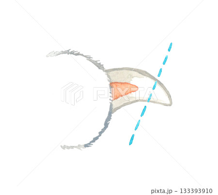 猫の爪切りをするときの目安　手描き水彩イラスト素材 133393910
