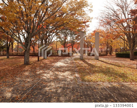 西神中央公園　神戸市　西区　公園　少し紅葉 133394001