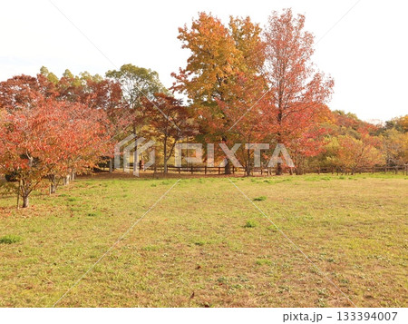 西神中央公園　神戸市　西区　公園　少し紅葉 133394007