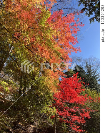 日本秋の紅葉 綺麗な景色 133394298