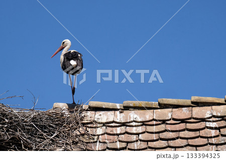 White Stork and nest on top of refurbished wooden houses in Eropean stork village Cigoc, Croatia White Stork and nest on top of refurbished wooden houses in Eropean stork village Cigoc, Croatia 133394325