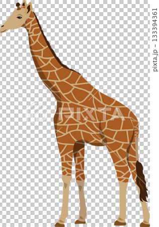 Giraffe  133394361