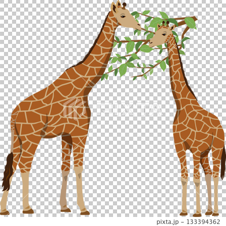 giraffe eating leaves 133394362
