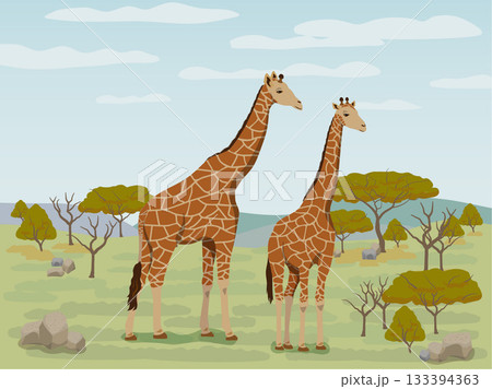 サバンナのキリン 133394363