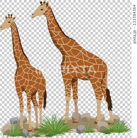 Two giraffes with background 133394364