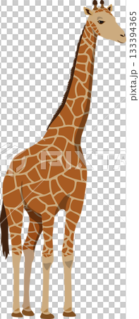 向右的長頸鹿 133394365