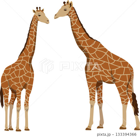 キリン2頭 133394366