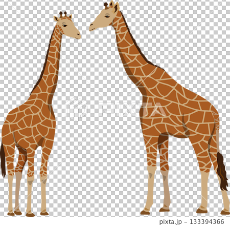 キリン2頭 133394366