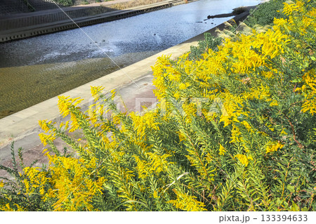 土手に咲くセイタカアワダチソウ 土手に咲くセイタカアワダチソウ 133394633