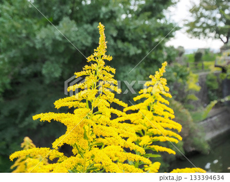 土手に咲くセイタカアワダチソウ 土手に咲くセイタカアワダチソウ 133394634
