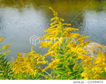 土手に咲くセイタカアワダチソウ 土手に咲くセイタカアワダチソウ 133394635