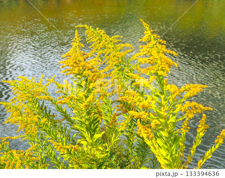 土手に咲くセイタカアワダチソウ 土手に咲くセイタカアワダチソウ 133394636