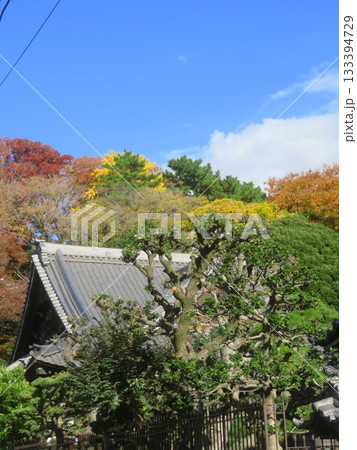 東京都大田区池上の山の紅葉 133394729