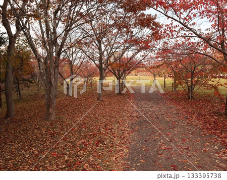 西神中央公園　神戸市　西区　公園　少し紅葉 133395738