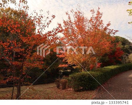 西神中央公園　神戸市　西区　公園　少し紅葉 133395741