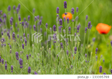 Blooming Lavender Stems with Soft Green Background 133395769