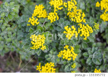 イソギク 磯菊 花 黄色 秋 11月 【神奈川県】 133395772