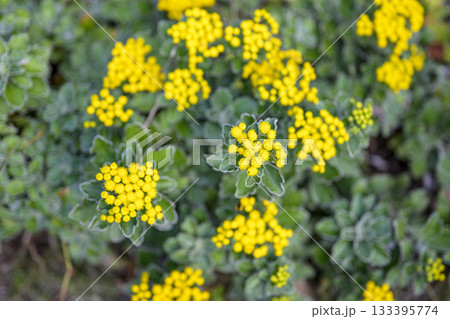 イソギク 磯菊 花 黄色 秋 11月 【神奈川県】 イソギク 磯菊 花 黄色 秋 11月 【神奈川県】 133395774