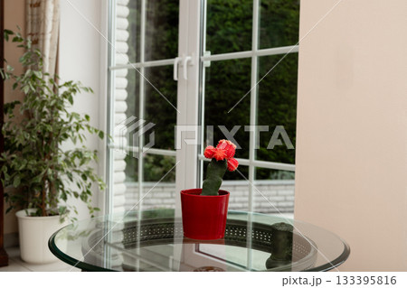 Flowering cactus. Cactus on the table. Red Cactus in Pot on Glass Table Indoor Plant and Gift Idea for Women 133395816