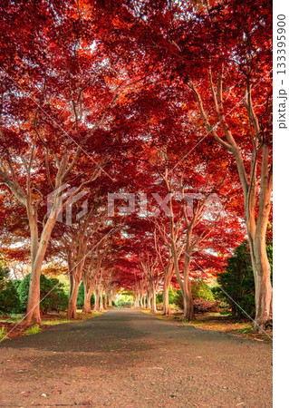 真っ赤な紅葉の道 真っ赤な紅葉の道 133395900