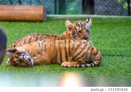 タイのチェンマイのタイガーキングダムの赤ちゃんのトラ タイのチェンマイのタイガーキングダムの赤ちゃんのトラ 133395926