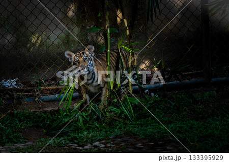 タイのチェンマイのタイガーキングダムの虎 タイのチェンマイのタイガーキングダムの虎 133395929