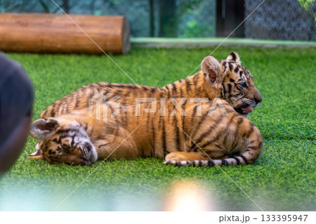 タイのチェンマイのタイガーキングダムの赤ちゃんのトラ タイのチェンマイのタイガーキングダムの赤ちゃんのトラ 133395947