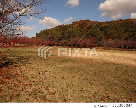 西神中央公園　神戸市　西区　公園　少し紅葉 133396044
