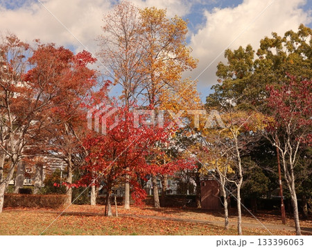 西神中央公園　神戸市　西区　公園　少し紅葉 133396063