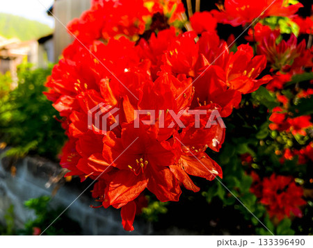 色鮮やかなレンゲツツジの花~春の日~ 色鮮やかなレンゲツツジの花~春の日~ 133396490