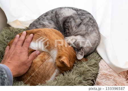 窓辺で眠る二匹の猫を撫でる飼い主 窓辺で眠る二匹の猫を撫でる飼い主 133396587