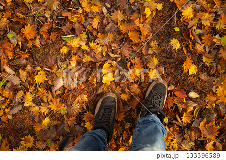 美しい紅葉の森を歩く 133396589