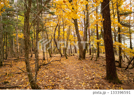 美しい紅葉の森を歩く 133396591