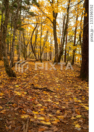 美しい紅葉の森を歩く 133396592