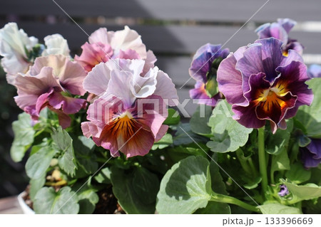 おしゃれな花色のフリルビオラ 133396669