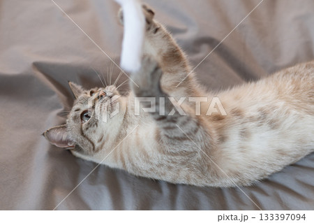 おもちゃで遊ぶ猫 おもちゃで遊ぶ猫 133397094
