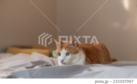 気になって見つめる猫　茶トラ白 133397097