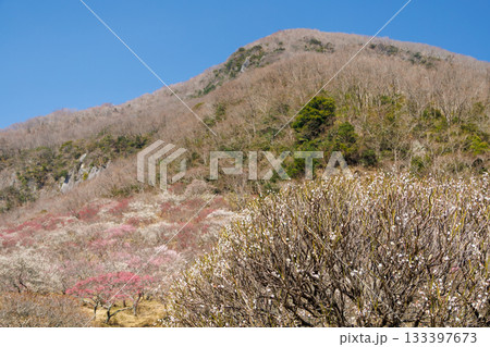 山を背景にした梅林 133397673