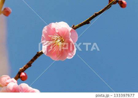 青空に映える梅の花 青空に映える梅の花 133397677