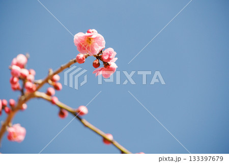 青空に映える紅梅 青空に映える紅梅 133397679