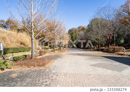 イチョウ並木（秩父ミューズパーク） 133398274