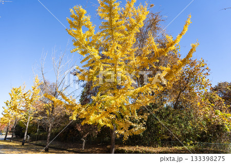 イチョウ並木(秩父ミューズパーク) イチョウ並木(秩父ミューズパーク) 133398275
