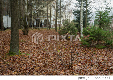 path in the autumn forest path in the autumn forest 133398371