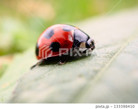 川口市の荒川河川敷で葉に止まるナナホシテントウ 川口市の荒川河川敷で葉に止まるナナホシテントウ 133398410