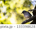 公園の鳥たち 133398628