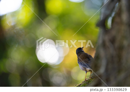 公園の鳥たち 133398629